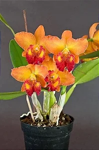 Blc. Little Toshie H&R 2 - Espata com Botao + 3 Brotacoes