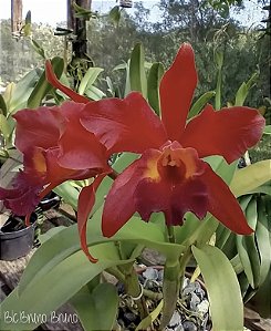 Blc. Nobile's Bruno Bruno 'Big Red' 5 - Vegetal com Brotacoes