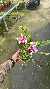 Cattleya Violacea Semi Alba Striata 1 - Florida + Frente com Botao (Vaso de Barro)