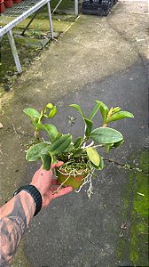 Cattleya Violacea Semi Alba Striata 2 - 2 Frentes com Botao (Vaso de Barro)
