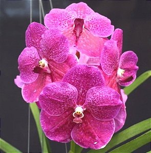 Vanda Robert Delight 'Pink' 8 - Vaso Cheio