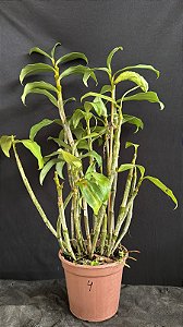 Dendrobium (Densiflorum x Mousmee) 4 - Haste Floral (Vaso Antigo - Sensivel)