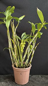 Dendrobium (Densiflorum x Mousmee) 5 - Haste Floral (Vaso Antigo - Sensivel)