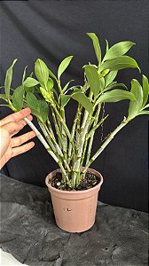 Dendrobium (Densiflorum x Mousmee) 12 - Haste Floral (Vaso Antigo - Sensivel)