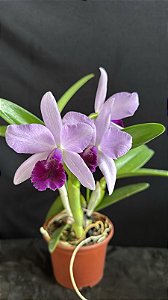Cattleya Blue Boy 'Indigo Blue' - 3 Flores Abertas