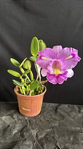 Blc. Serra de Itapeti 1 - Florida (Antiga - Vegetal ruim)