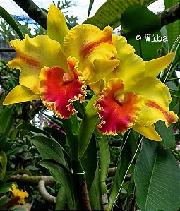 Blc. Amazing Thaland 1 - Espata Floral + 2 Brotacoes