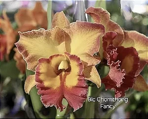 Blc. Chomthong Fancy 3 - 2 Espatas