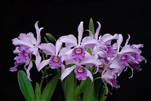 Cattleya Canhamiana Coerulea 3 - Vaso cheio + 2 brotacoes
