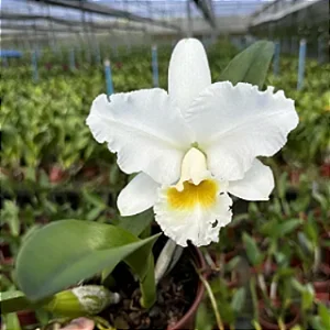 Cattleya (Francis T. C. Au x SnowBall) - Vaso Super Cheio 2 Brotacoes