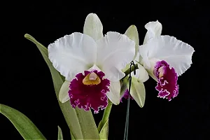 Blc. Melody Fair 'Carol' - Vaso Cheio + 3 Brotacoes
