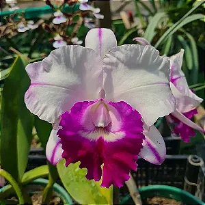 Blc. Chief Journey 'First Choice' 3 - Espata Floral