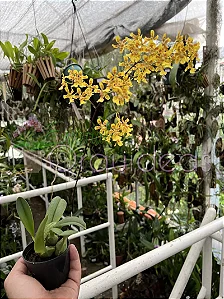 Grandiphyllum Harrisonianum - Tamanho 3