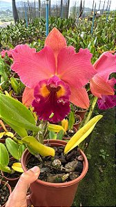 Blc. (Rodrigo Suzuki X Yoshico Suzuki) Orange Glow - Adulta