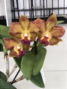 Blc. (Waianae Leopard X Hawaiian Galaxy) - Adulta