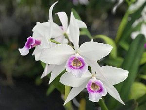 Laelia Purpurata Argolao - Tamanho 3