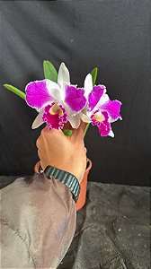 Blc. Aqui Finn 'Nature Best' 1 - 2 Flores
