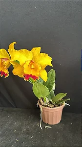 Blc. (Tajima's Satisfaction x Andean Treasure) 4 - 2 Frentes com Botoes (Novidade)