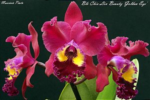 Blc. Chia Lin Beauty 'Golden Eye' - *Black Friday*