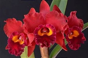 Pot. Red Crab 'Kuan Miao' - *Black Friday*