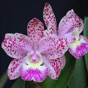 Cattleya Cruzeiro do Sul - *Black Friday*