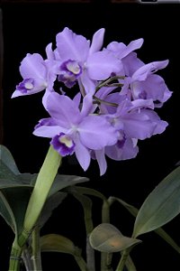 Cattleya Portia Coerulea 'Baronesa' - *Black Friday*