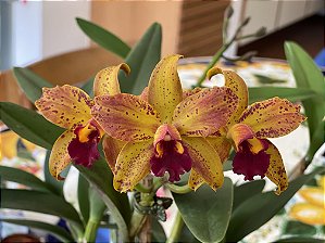 Blc. Samba Lemon Drop - *Black Friday*