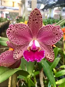 Blc. Durigan 'Rosada' - *Black Friday*