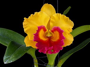 Cattleya Thong Suphan Gold- *Black Friday*