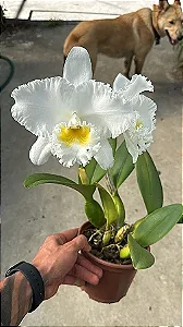 Cattleya (Francis T. C. Au x SnowBall)- *2 UNIDADES - ATACADO*