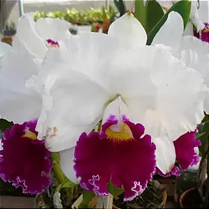 Lc. Melody Fair 'Carol'- *Black Friday*