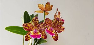 Blc. Durigan 'Aries'- *Black Friday*