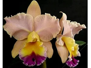 Blc. Goldenzelle 'Saddle Peak'- *Black Friday*