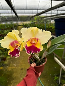 Pot. Queen of Carnival - *Black Friday*