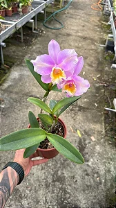 Blc. (Suzuki's Yellow Flare x Loddigesii) SEMENTEIRA - *Black Friday*