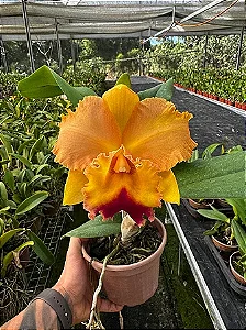 Blc. (Chyong Guu Chaffinch x Queen of Carnival) - *Black Friday*