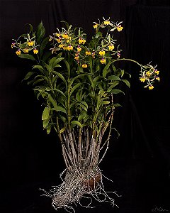 Epc. Rene Marques 'Tyler' AM/AOS 1 - *Black Friday*