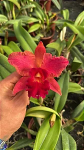 Slc. Mae Hawkins 'Miya' - *Black Friday*