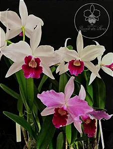 Laelia Purpurata 'Tipo' - *Black Friday*