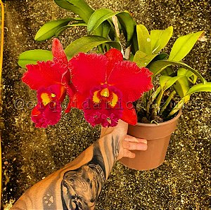 Blc. Mirian Suzuki 'Red' - *Black Friday*