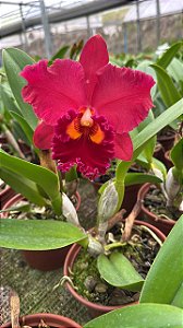 Blc. Mirian Suzuki 'Red' - *2 UNIDADES - ATACADO*