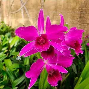 Laelia Purpurata Sanguinea - *Black Friday*