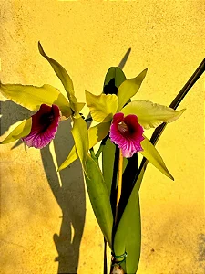 Laelia Pacavia SEMENTEIRA - *Black Friday*