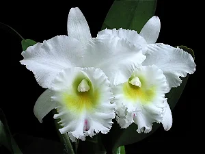 Bc. Pastoral 'Innocence' - *Black Friday*