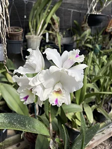 Lc. (Anceps x Jaguariuna) - *Black Friday*