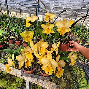 Blc. Gisele 'Bundchen' - *Black Friday*