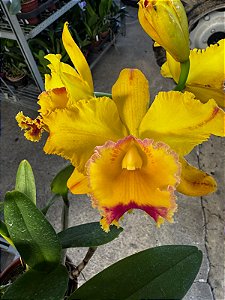 Blc. (Tajima's Satisfaction x Andean Treasure) 1 - 2 Frentes com Botoes