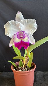 Blc. Chief Journey 'First Choice' - Florida