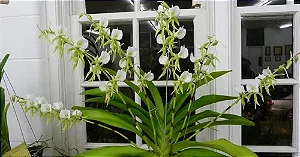 Angraecum Eburneum - *Black Friday*