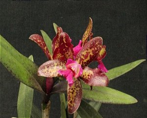 Blc. (Hawaiian Satisfaction x Hawaiian Galaxy) NCONF - *Black Friday*